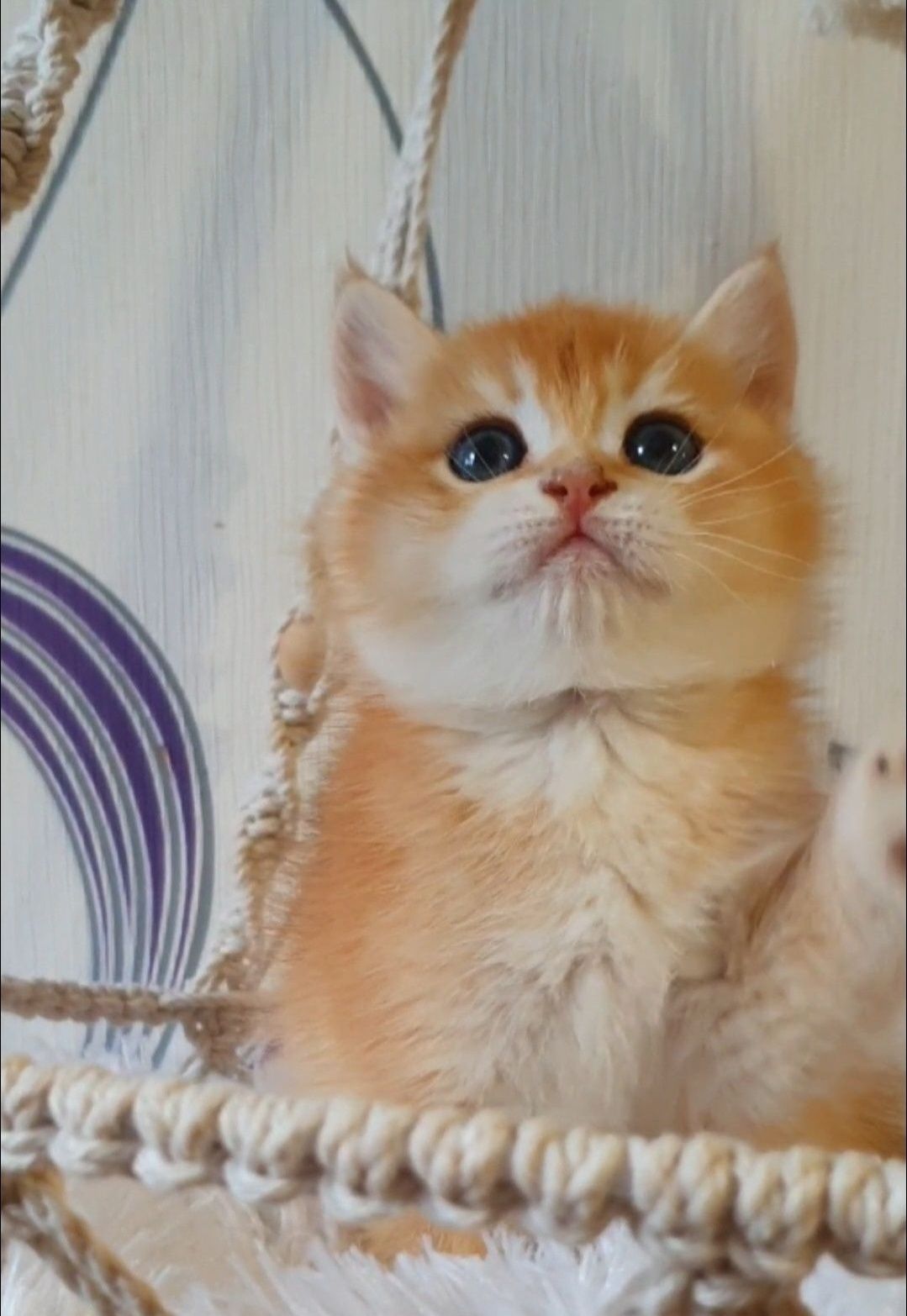 Золотий британський шиншила