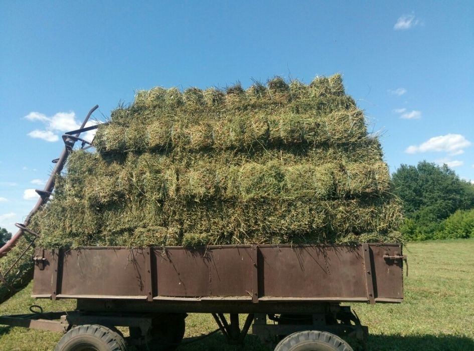 Продам сено люцерна, клевер, солому, зерно