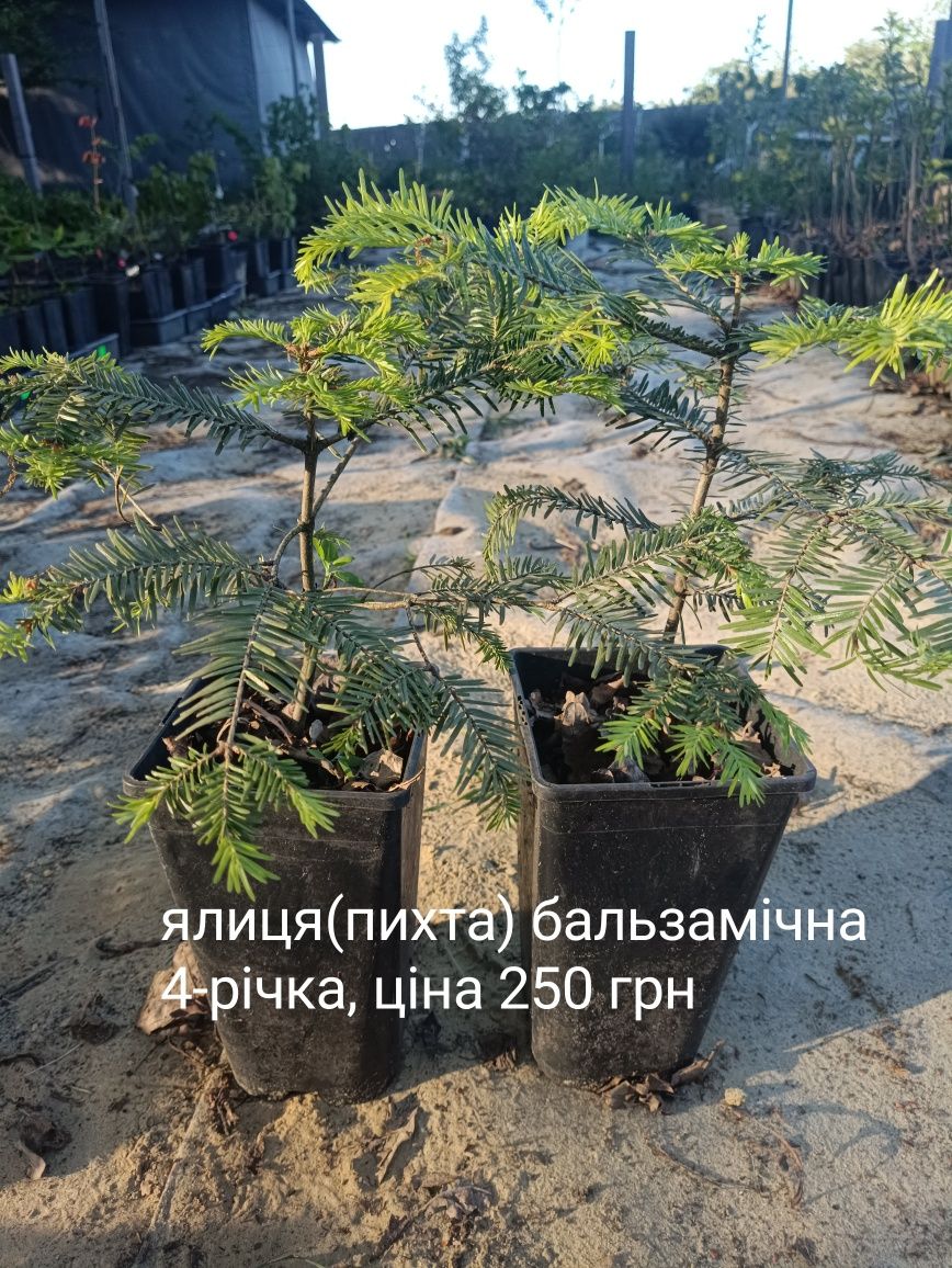 Продам ялицю, модрину, туі, гінкго білоба, дерева і кущі для саду