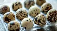 Dúzia ovos de Codorniz também conhecida como Codorna
