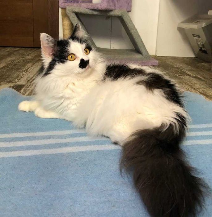 Шикарный красавчик, котик Матрос , около 5 годиков, ДОБРЯК!