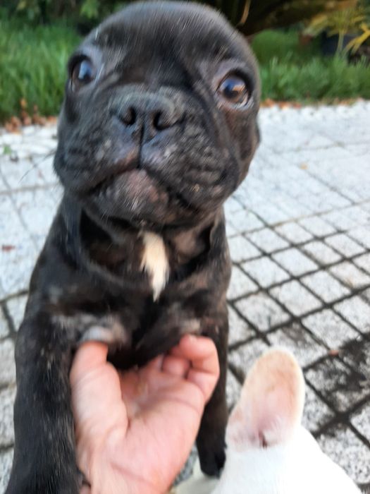 Buldog Francêsa preta exótica.