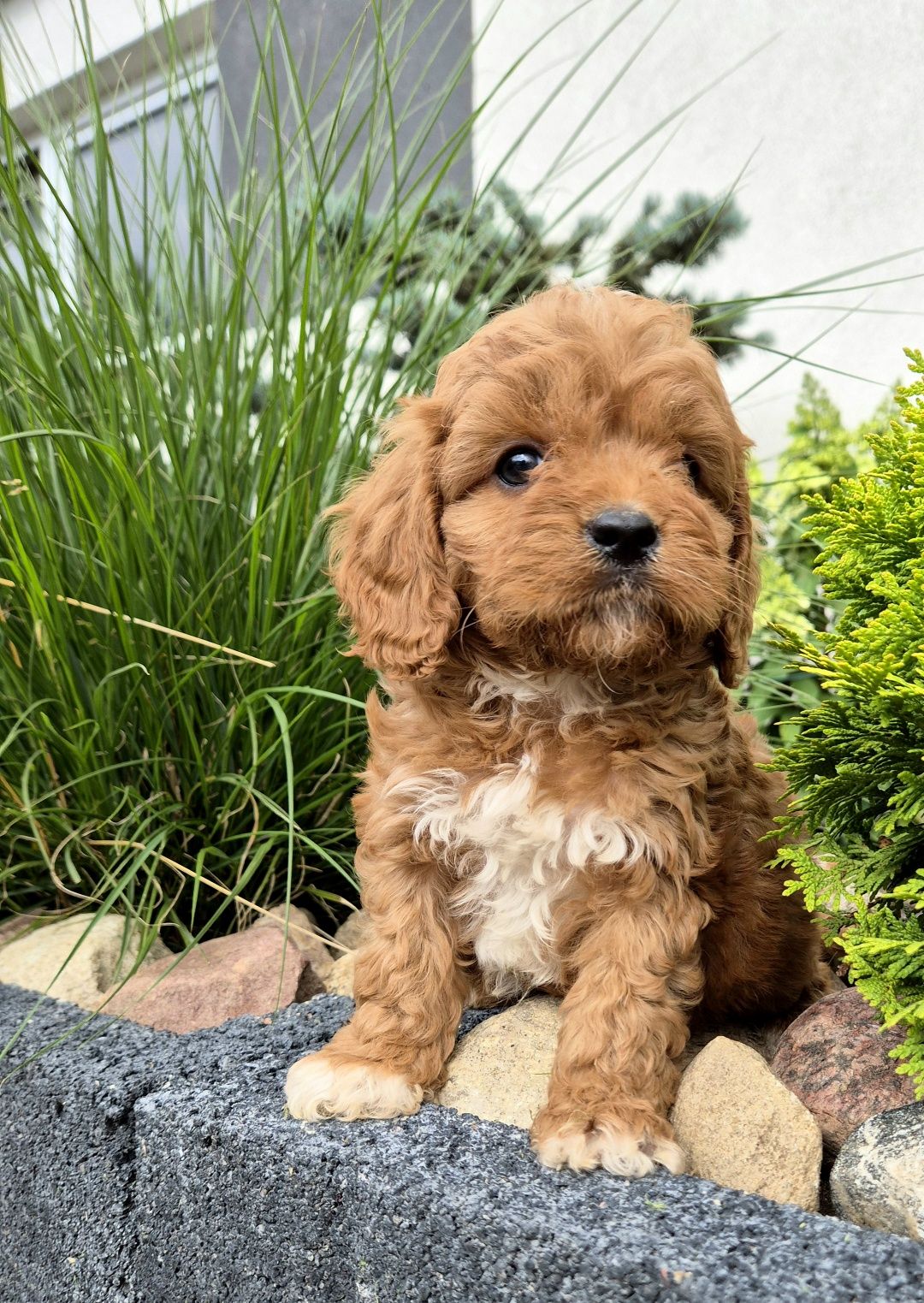 Cavapoo Samczyk hybryda ras