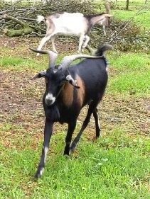 Cap anglonubijski na sprzedaż