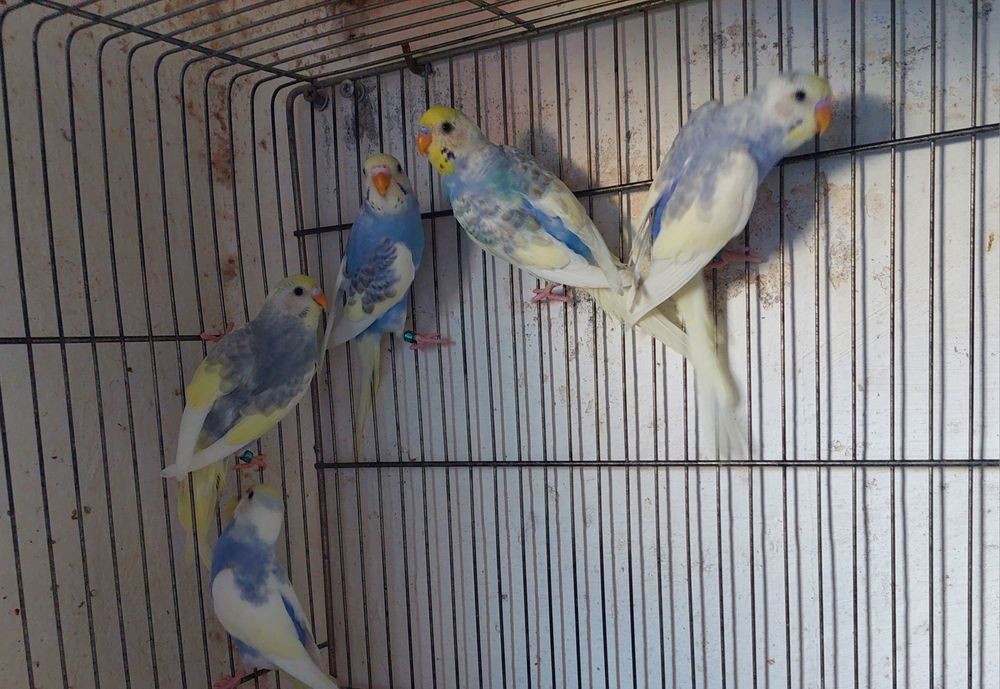 Periquitos fallow e alecrins
