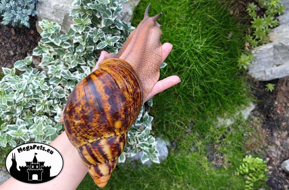 Olbrzymie Archachatina marginata ovum XXL Ślimak Achatina Lissachatina