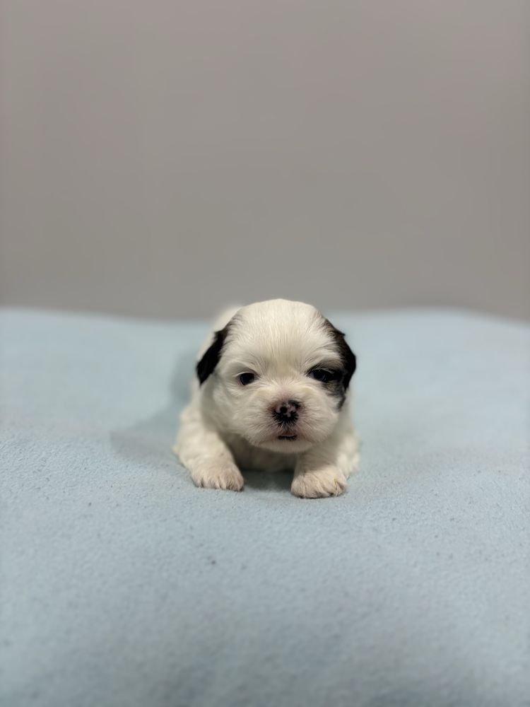 Szczeniak Shih Tzu- OREO do rezerwacji (biały)