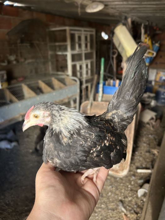 5 machos granizés/cocós