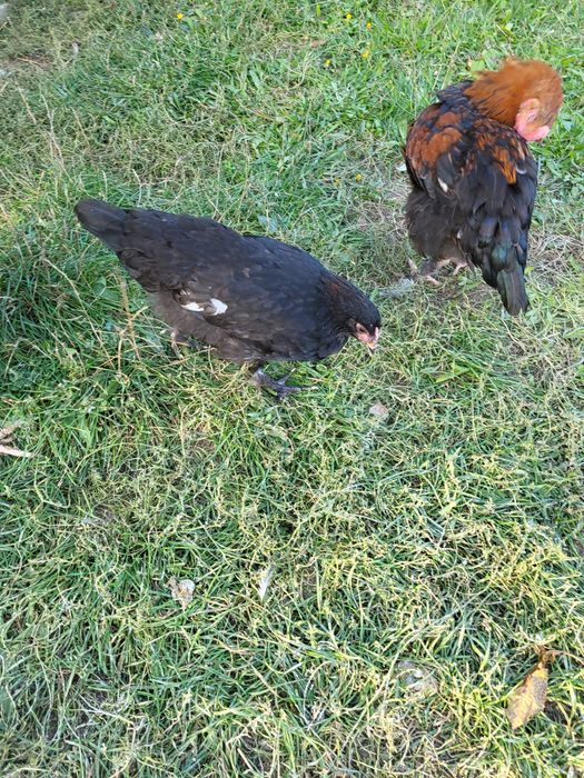 Kury/kogutki marans