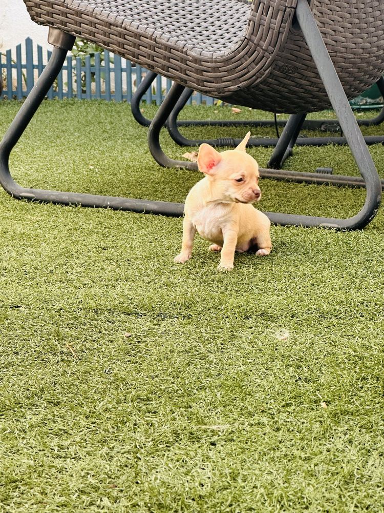 Chihuahua pelo curto