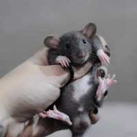 Милі Пацючки дамбо