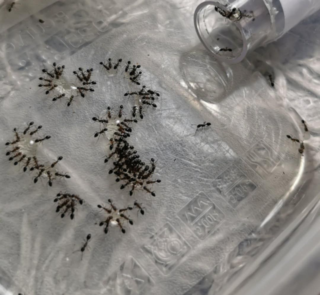 Monomorium subactum 1Q+ 100w