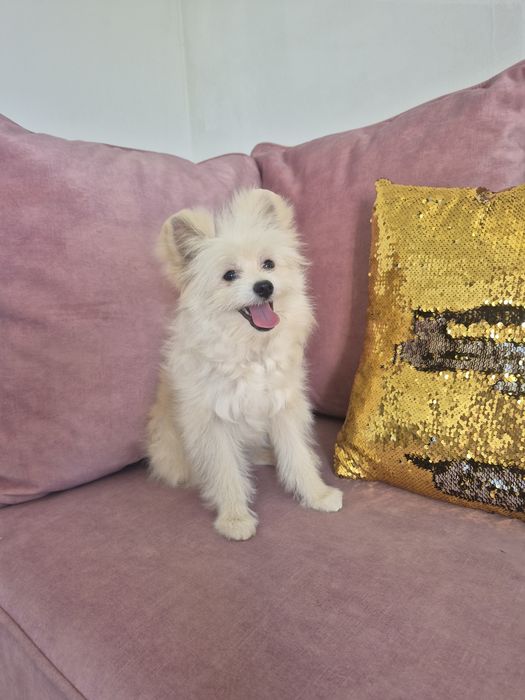 Piesek Pomapoo.   Luis
