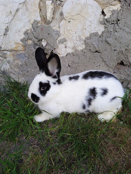 królik samica waga 3.5 kg