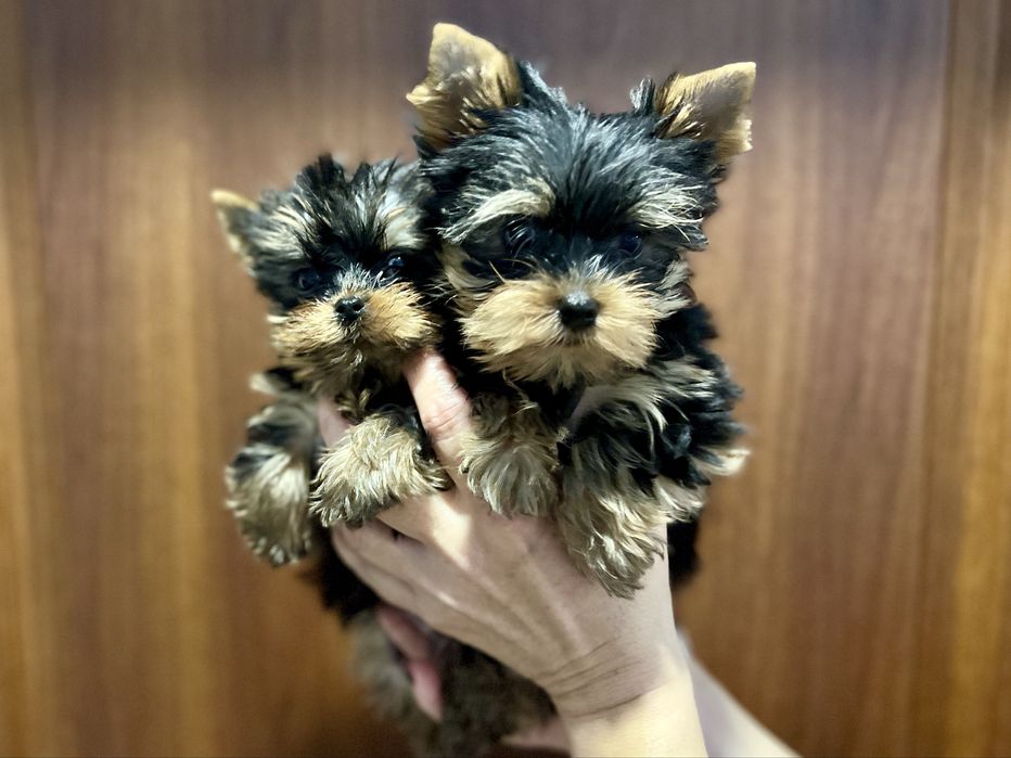 Щенки йоркширского терьера