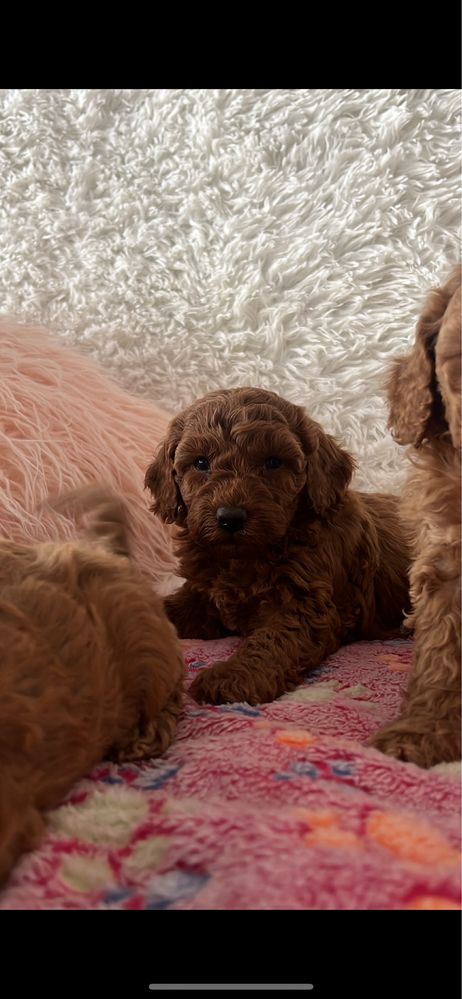 Cavapoo (cavalier + pudel)sunia