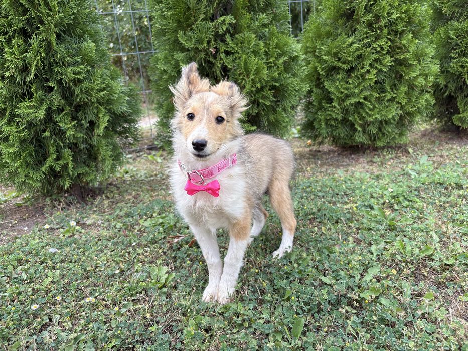 Owczarek Szetlandzki Szeltie suczka paszport