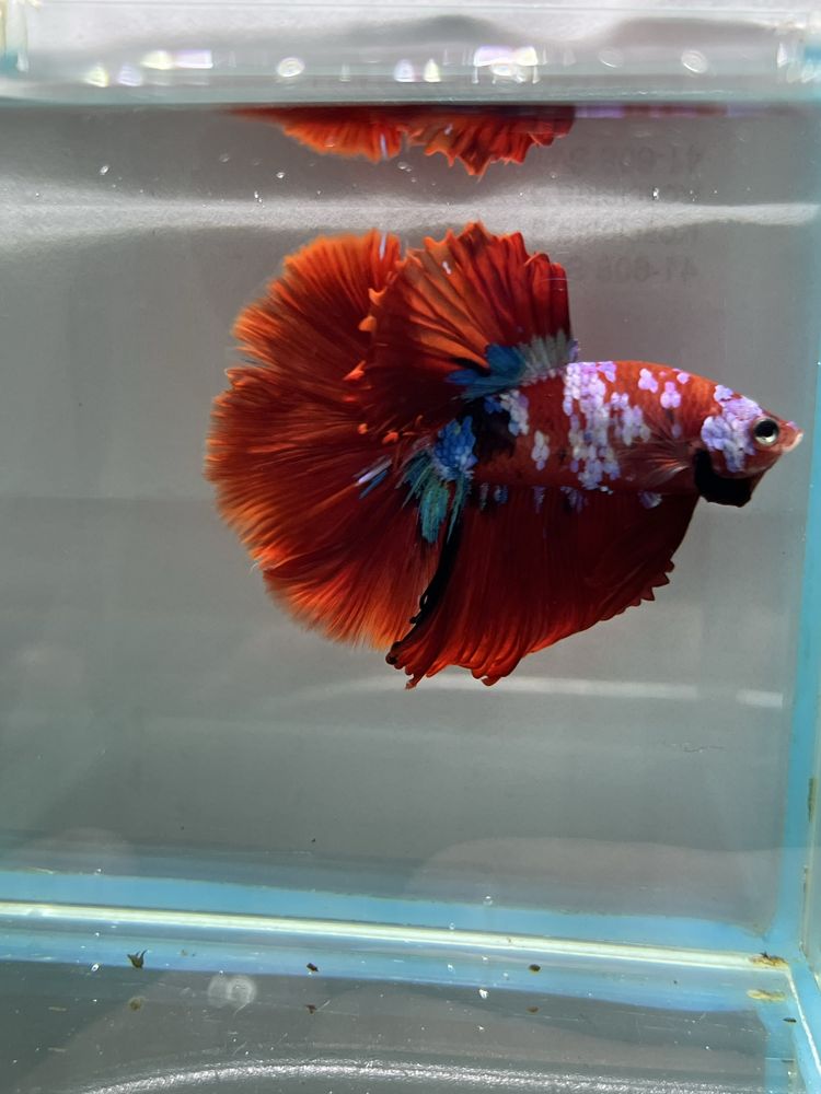 Bojownik Betta Koi Aqulalife