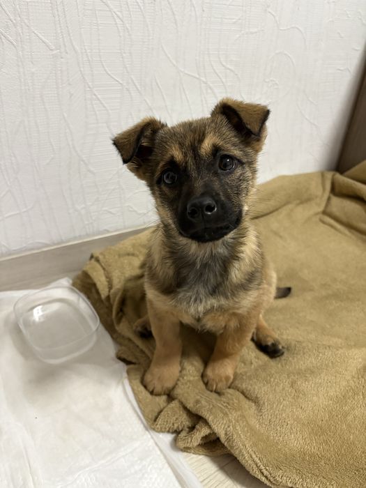 Віддам цуцення в добрі руки