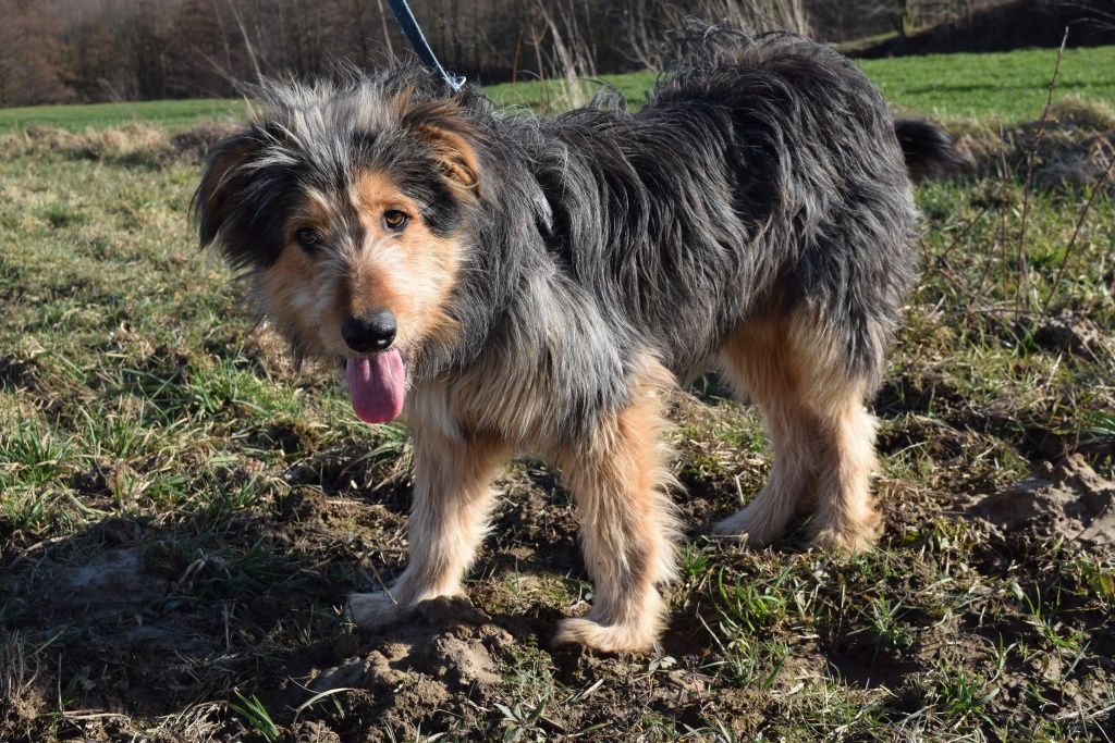 Momo 10 miesięczny, 40 kg szuka domu