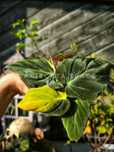 Micans philodendron regress variegata filodendron zielony Mikans