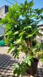 Vasos de planta Fatsia japonica