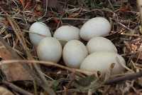 Інкубаційне яйце качки Блакитний фаворит