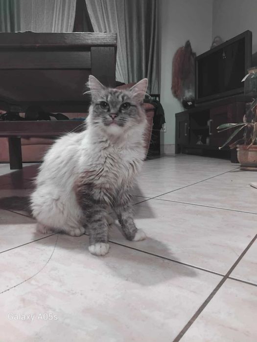 Oddam koty w dobre ręce