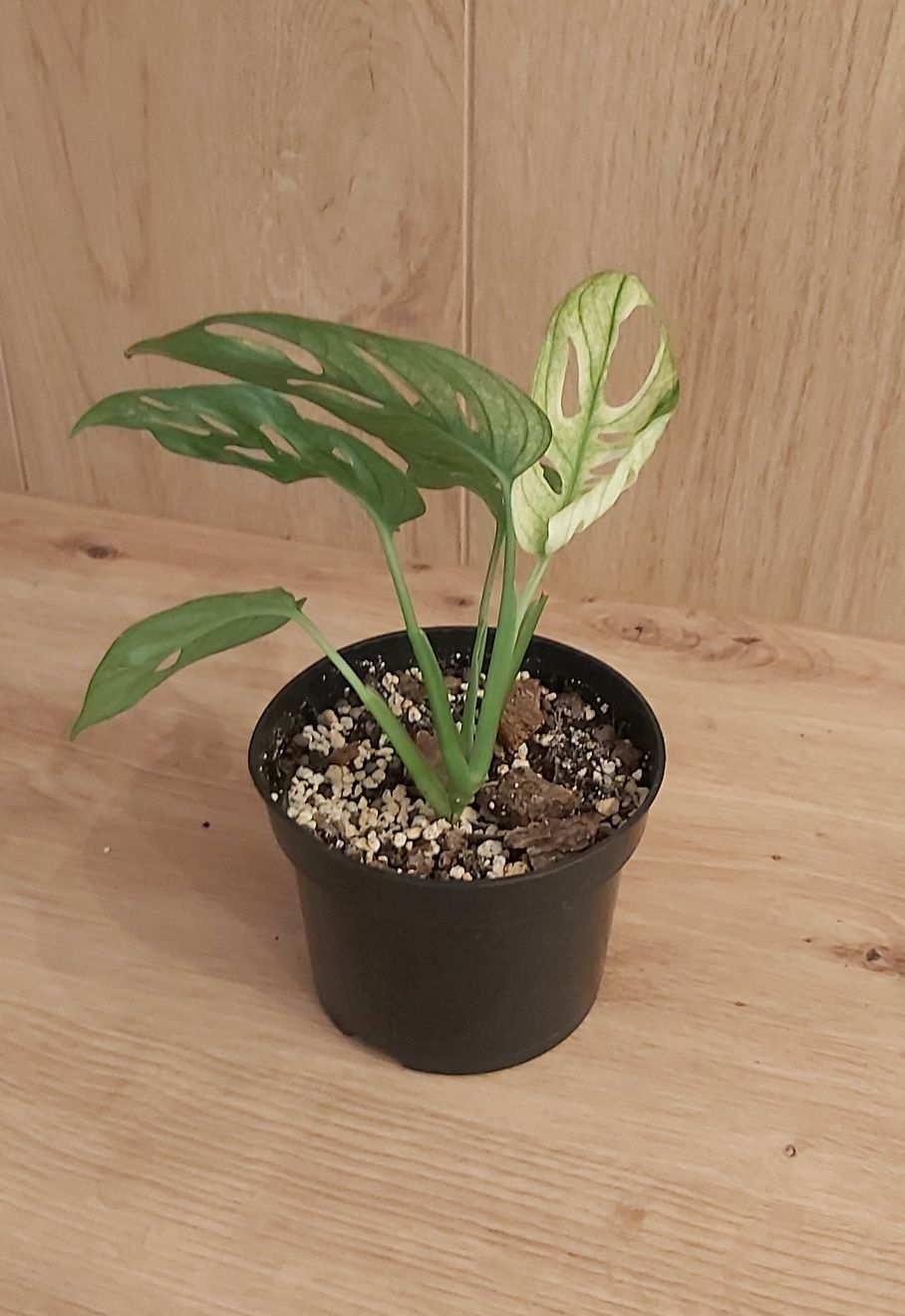 Monstera adansonii variegata typu ghost