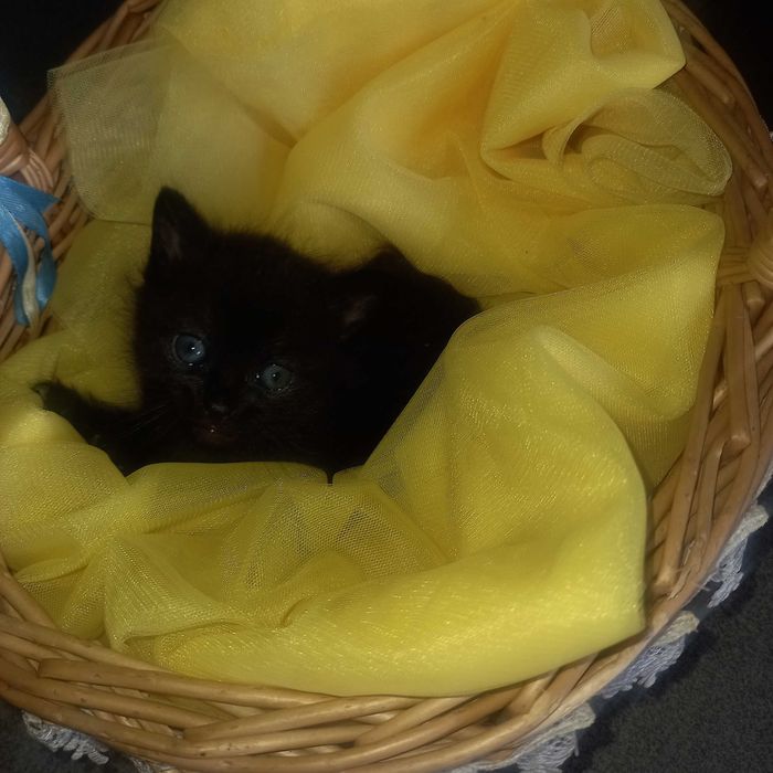 Безкоштовно!  Корзина  щастя!