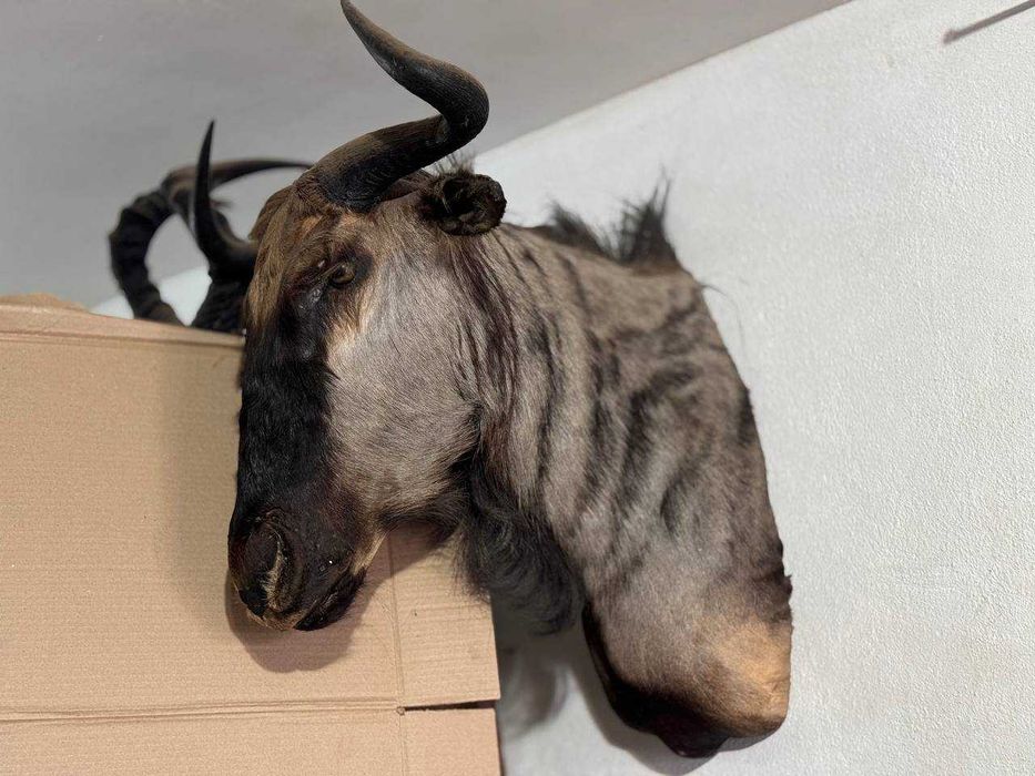 Голова Блакитної Гну - Чучело