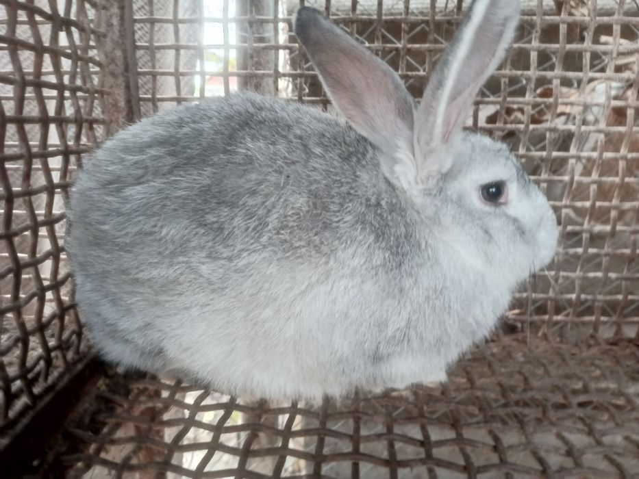 Продаю кролів породи шиншила
