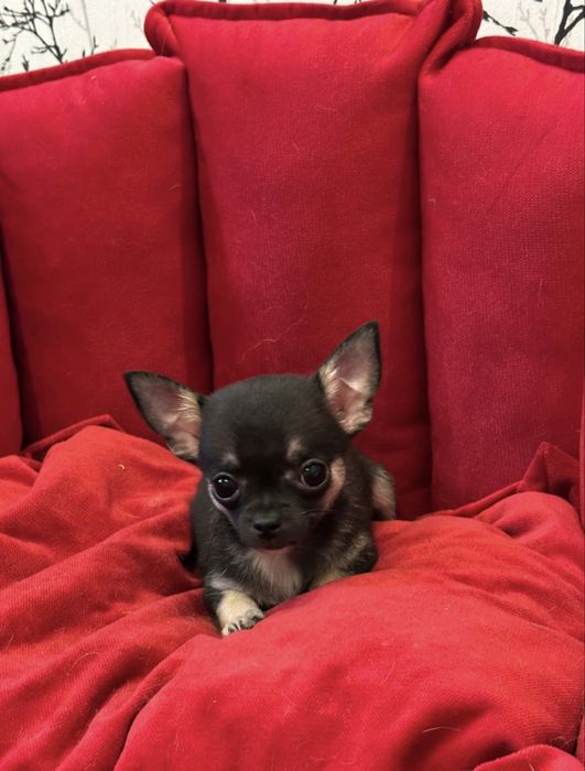 Malutki piesek chihuahua