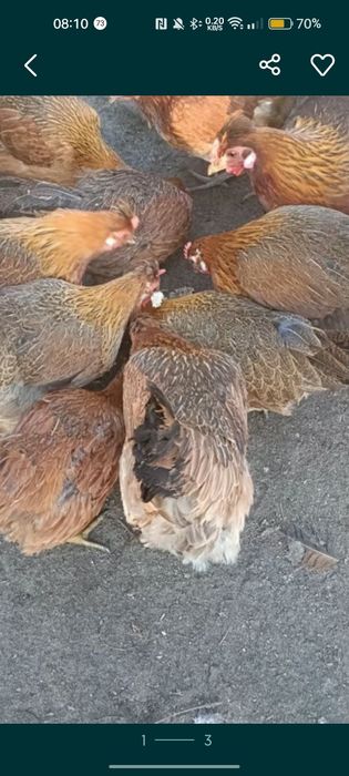 Jaja lęgowe zielononóżka kuropatwiana 30szt