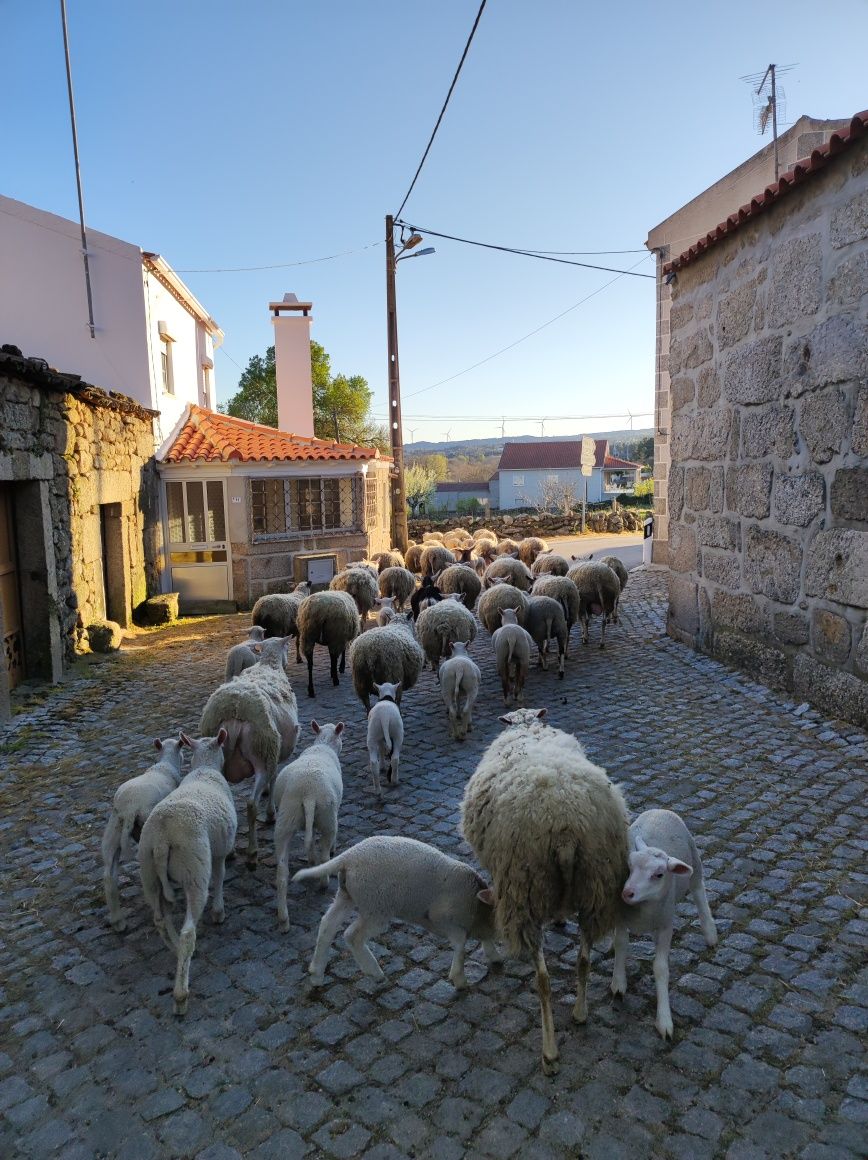 Borregos  INRA 401 PUROS