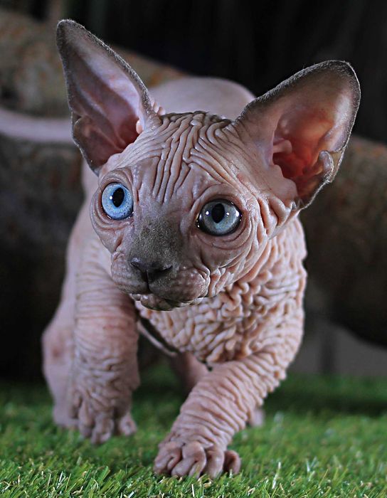 Топ эксклюзив, высшего качества. Шкурастый мальчик.