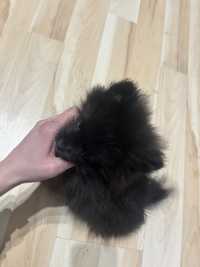 Szpic Miniaturowy Pomeranian  Czarna Suczka