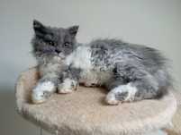 Hipnozja kotka Selkirk Rex