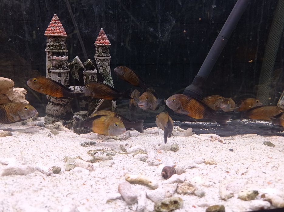 Akwarystyka słodkowodna