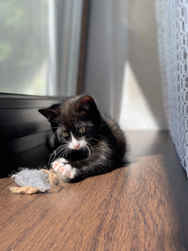 Марсель, маленький котик, кошеня, кошенята, котята, коти, кіт