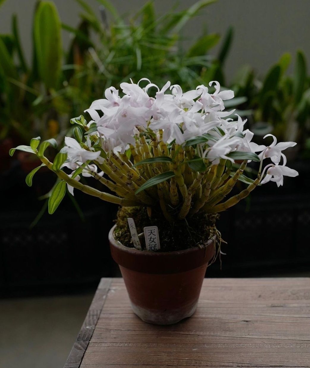 Dendrobium moniliforme kouga, ароматний мініатюрний, варієгатний дендр