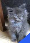 Maine Coon cudny kocurek  ARMANI .