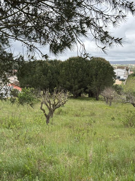 Vende-se Pinheiros adultos
