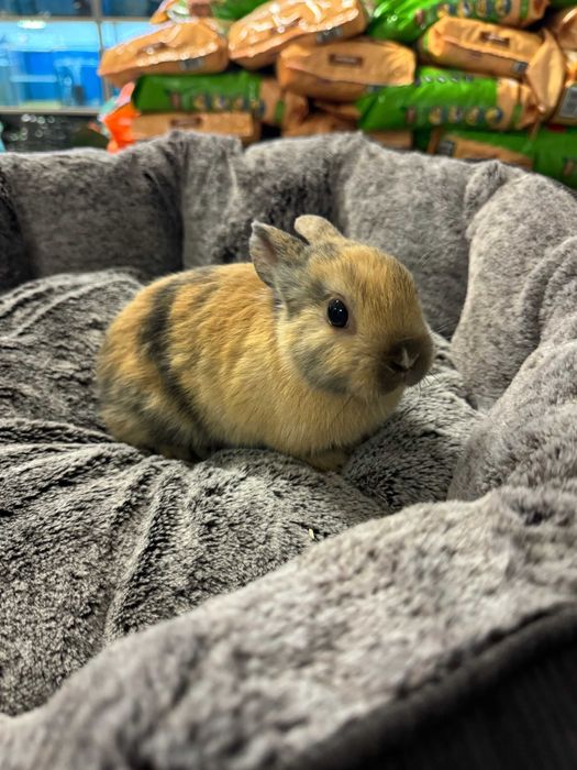królik miniaturka sklep zoologiczny GRUBY KOCUR rzeszów