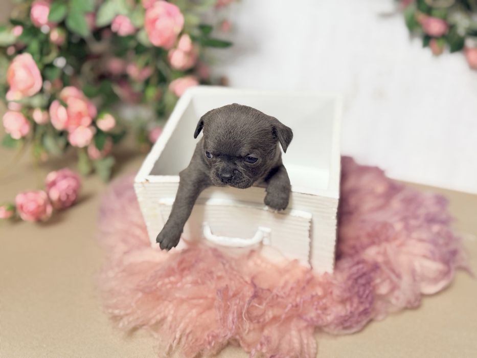 ***Niebieska śliczna dziewczynka chihuahua***