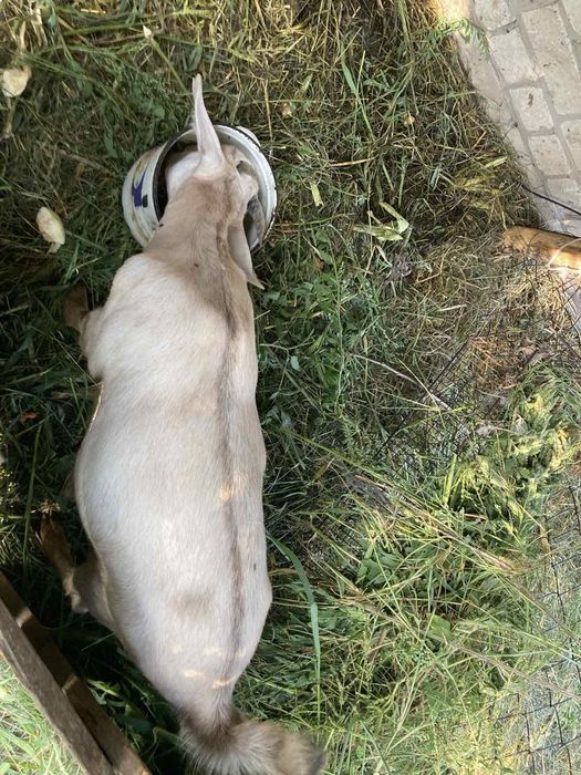 Послуги козла цапа англонубійський Козочка коза англонубійська