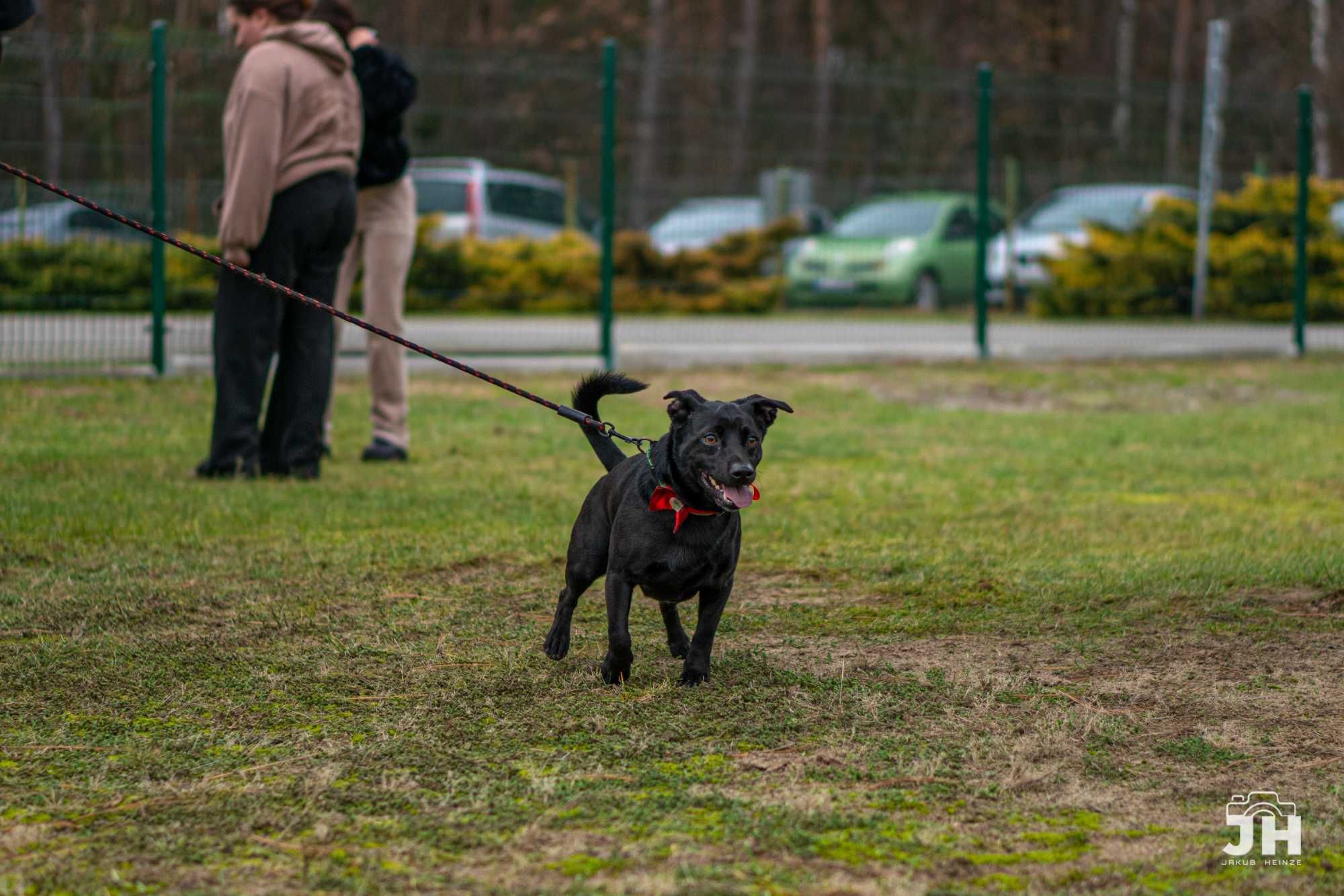 Riko szuka domu! Niewielki psiak do adopcji!