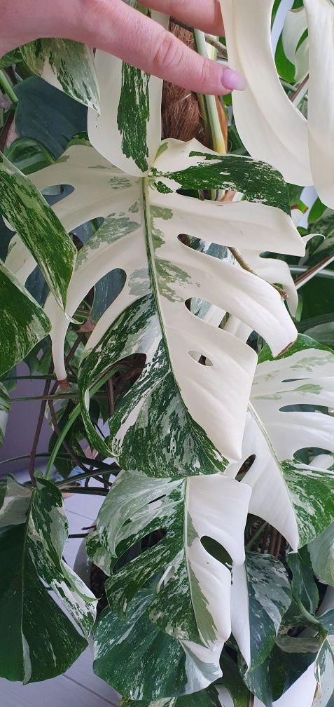 Monstera variegata