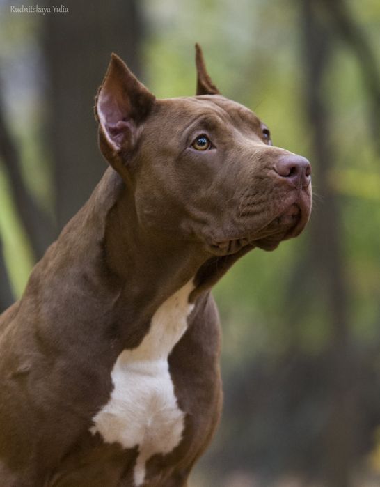 Крутезний хлопець американського пітбультерєра, пітбуль, піт, АПБТ,