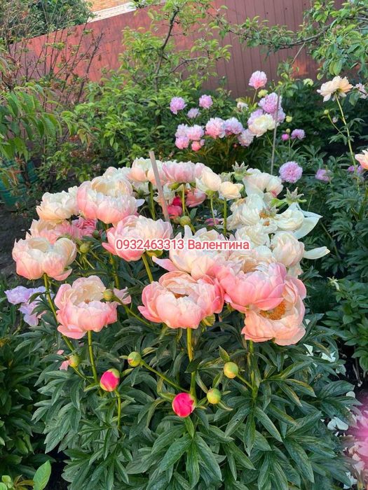 Пионы півонія Сара Бернард саженцы пионы піони саджанці сортові